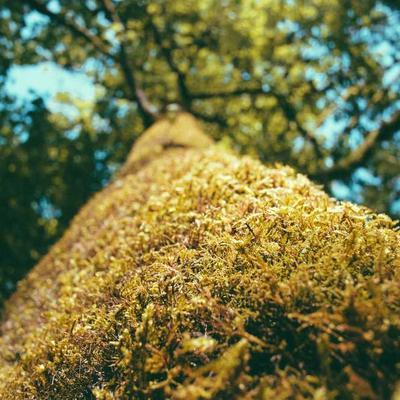 Sylvan